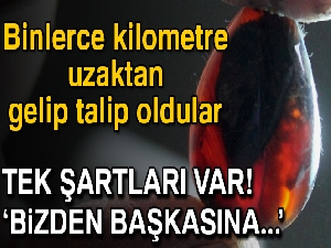 Bayburt'ta çıkan kehribara Çinliler talip oldu