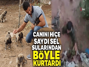 Sel sularına kapılan yavru köpekleri gözünü kırpmadan kurtardı