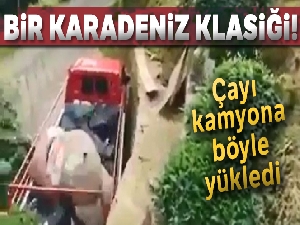 Rizeli'nin topladığı çayı kamyona yüklemek için bulduğu yöntem güldürdü