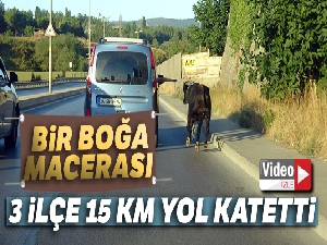 E-5 karayolunda kaçan boğayı yakalamak için ekipler seferber oldu