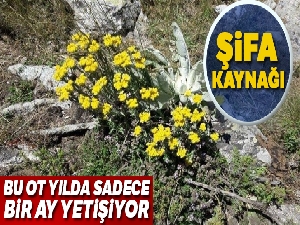 Bu ot yılda sadece bir ay yetişiyor