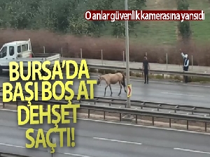 Bursa'da başı boş at dehşet saçtı, o anlar güvenlik kamerasına yansıdı