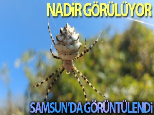 Samsun'da 'argiope lobata' örümceği görüntülendi