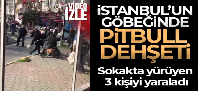 İstanbul'un göbeğinde pitbull dehşeti kamerada