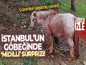 İstanbul'da ağaca bağlanmış at görenleri şaşkına çevirdi