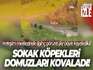 Arnavutköy'de sokak köpekleri şehre inen domuzları kovaladı