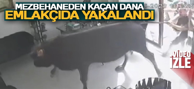 Mezbahaneden kaçan dana emlakçıda yakalandı