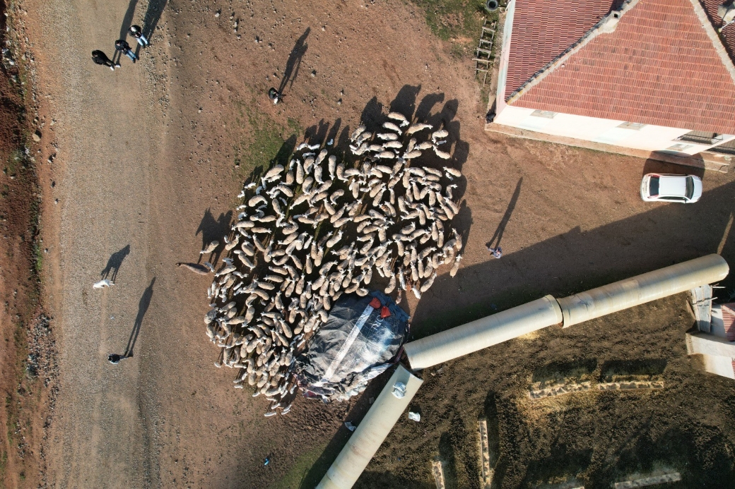 Süt kuzularının anneleriyle buluşma anı dron ile görüntülendi