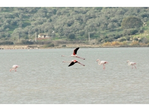 Flamingolar Bodrum’a Akın Etti