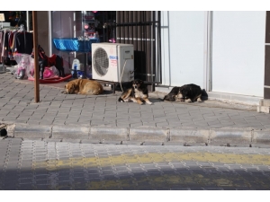 Burhaniye’de Sokak Hayvanlarına Mama Yardımı