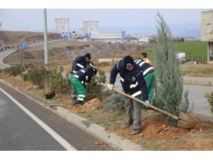 Siirt Belediyesi Ağaçlandırma Çalışmaları Devam Ediyor