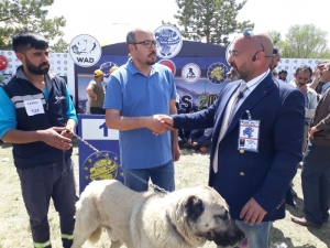 Türk Çoban Köpekleri Irk Standartları Yarışması