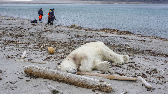 Kutup Ayısının Öldürülmesi Sosyal Medyayı Ayağa Kaldırdı