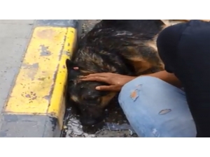 Sıcaktan Bayılan Köpek Suyla Hayata Döndü