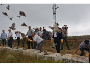 Tekirdağ’da 12 Bin Çil Keklik Doğaya Salındı