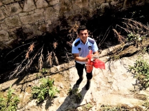 Zabıta Ekipleri Yavru Kediyi Kurtardı