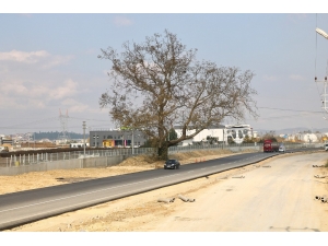 270 Yıllık Çınar Ağacı İçin Duble Yol Güzergahını Değiştirdiler