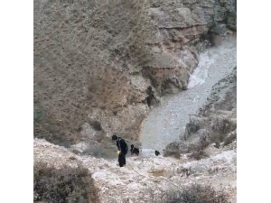 Mahsur Kalan Eşeği Ekipler Kurtardı