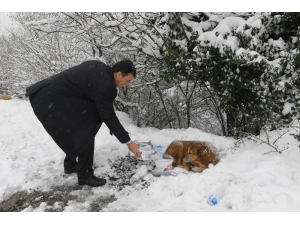 Başkan Dündar Karda Aç Kalan Köpekleri Elleriyle Besledi
