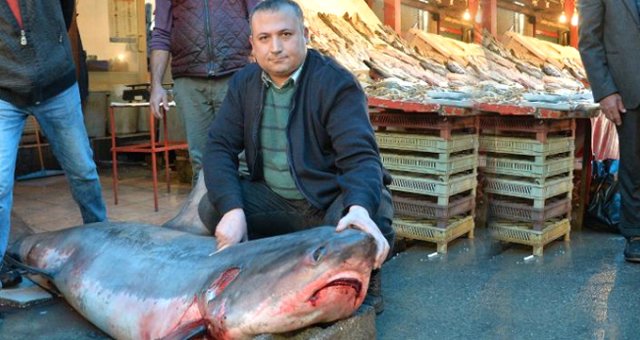 Mersin'de 'sapan' Cinsi Köpek Balığı Yakalayan Balıkçıya, Bin 635 Lira Ceza Kesildi