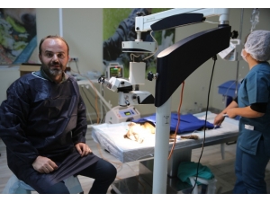 Mardin’de Köpeğe Katarakt Ameliyatı Yapıldı
