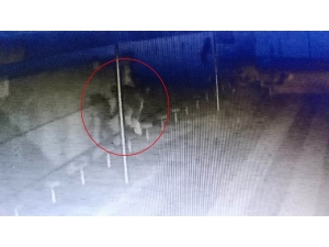 Hırsız, Caminin Musluklarını Çalarken Kamera Yakalandı