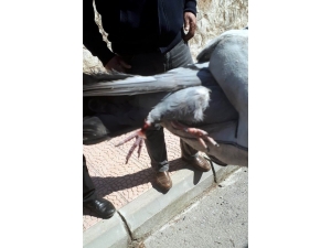 İnşaat Demirine Ayağı Sıkışan Güvercin Kurtarıldı
