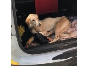 Siverek’te Yaralanan Köpek Ticari Taksi İle İstanbul’a Gönderildi