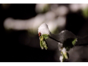 Yeşillenen Fındık Dallarının Üzerine Yağan Kar Ve Soğuk Hava Üreticiyi Tedirgin Ediyor