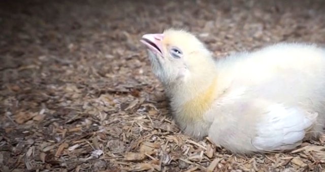 Tavuk Çiftliğinde Hayvanlara Yapılan Zulüm İnsanlıktan Utandırdı