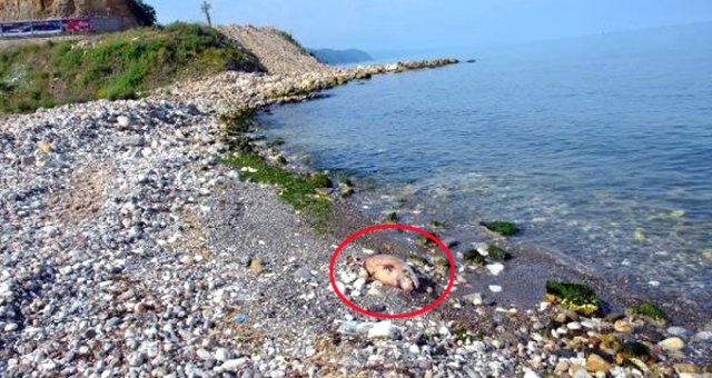 Zonguldak'ta Kıyıya Vurmuş Vaziyette 2 Ölü Yunus Bulundu