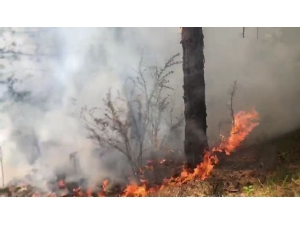 Safranbolu’da Yıldırım Düşmesi Sonucu Ormanda Yangın Çıktı
