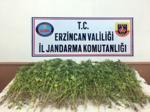 Erzincan’da Kök Kenevir Bitkisi Ele Geçirildi