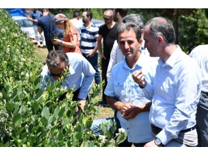 Türkiye’nin En Büyük Yaban Mersini Bahçesinde Hasat Başladı