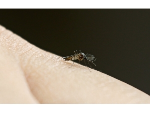Abd’de Sivrisinekler Ölümcül Virüs Taşıyor