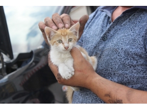 Çarşamba’da Kedi Kurtarma Operasyonu