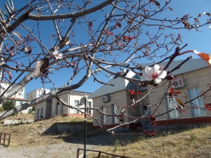 Yozgat’ta Mevsimini Şaşıran Erik Ağacı Çiçek Açtı