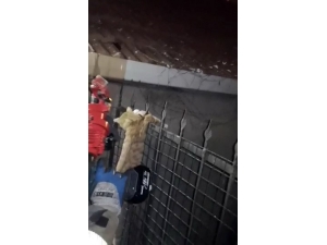 Evin Balkonundan Düşüp Demir Korkuluklara Saplanan Kedinin İnanılmaz Kurtuluşu