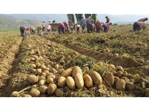 Patates Üreticisinde 1,5 Lira Beklentisi