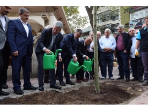 Kesilen Tarihi Çınar Ağacının Yerine Yenisi Dikildi