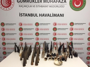 İstanbul Havalimanı’nda “Bufalo Boynuzu” Ele Geçirildi