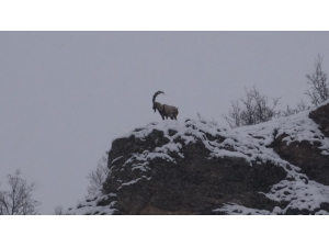 Tunceli’de Karda Dağ Keçileri Yiyecek Ararken Görüntülendi