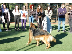 Köpek Eğitim Kursuyla Köpeklerle Daha İyi İletişim Kurabilmek Amaçlanıyor