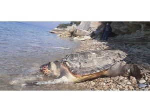 Ölü Deniz Kaplumbağası Kıyıya Vurdu