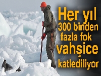 Kanada'da her yıl 300 binden fazla fok vahşice katlediliyor