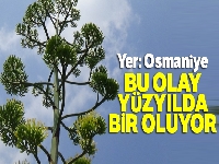 Osmaniye'de gerçekleşti: Yüzyıl bitkisi çiçek açtı