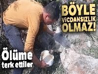 Aşırı yüke dayanamayıp düşen atı, ölüme terk ettiler