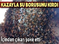 Kazayla kırdığı su borusunun içinden arılar çıktı