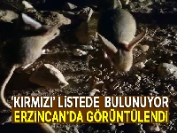 Dünyanın en ilginç 19 hayvanından biri Erzincan'da görüntülendi