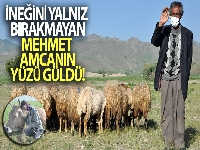 İneğini yalnız bırakmayan Mehmet amcanın yüzü güldü